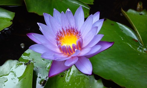 同房后记不清楚细节-权威同房过多记忆力会减退吗平台,分享专业性生活会影响记忆力知识_做爱后记忆力不好网